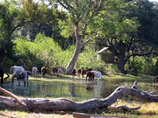 Botswana-Okavango Delta-Okavango Big Five Safari